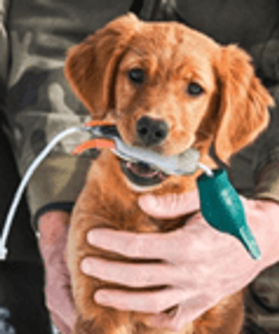 Huvudbild Gräsanddummy Foam Ca 100 g Totallängd utan handtag ca 21 cm Puppy Dokken